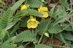 Chamaecrista leschenaultiana
